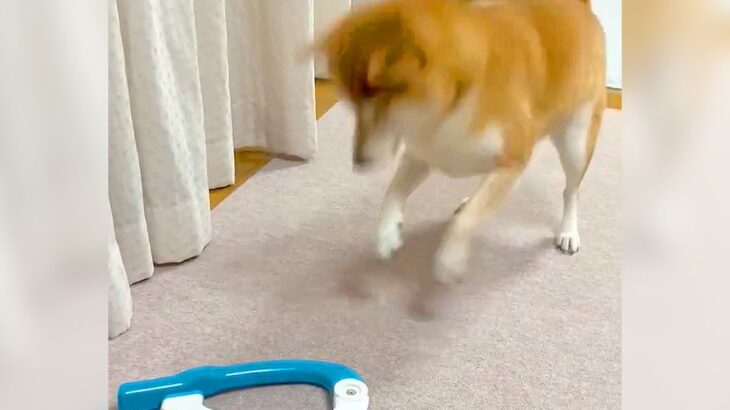 『おぬし、何もの！？』犬の前に洗濯クリップを置いた結果…まさかの『不審者扱い』が面白すぎると28万表示「怒り具合に爆笑」「可愛いｗ」(ブログ)