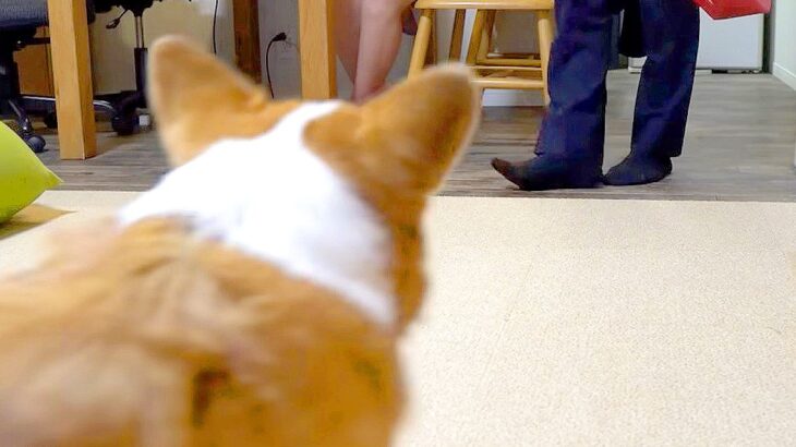 お父さんが出張から帰ってきた結果、犬が…想定外な『魔性の女』になる光景に爆笑「塩対応すぎて草」「2番目はつらいｗ」と18万再生(ブログ)