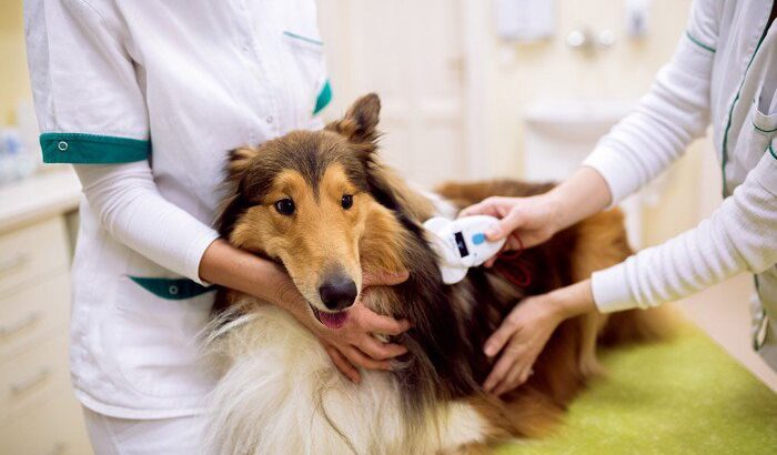 犬のマイクロチップ登録と狂犬病予防法の「特例制度」について(ブログ)