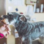 犬のトリミングでカットのみ対応のサロンってあるの？受け付けているお店が少ない3つの理由(ブログ)