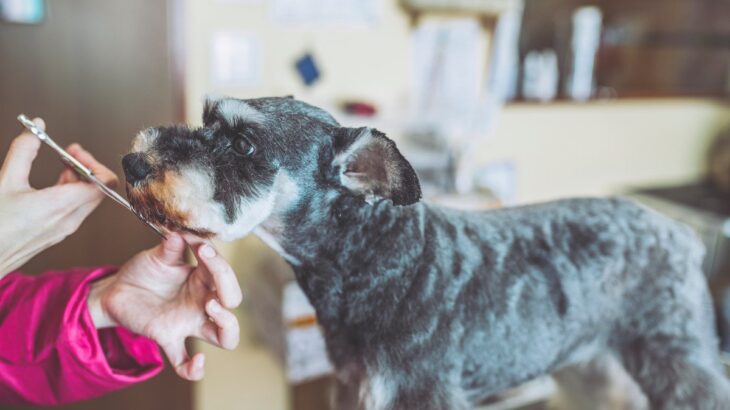 犬のトリミングでカットのみ対応のサロンってあるの？受け付けているお店が少ない3つの理由(ブログ)