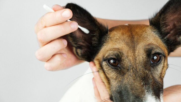 犬の『耳掃除』で絶対やってはいけないNG行為5選　危険なお手入れ方法や注意点まで(ブログ)