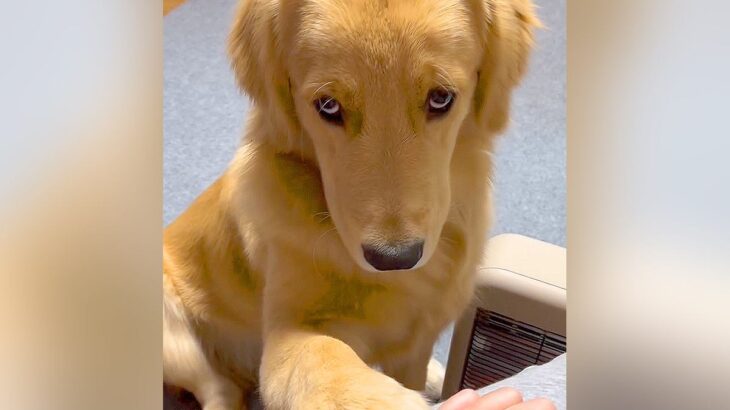 大型犬を『撫でるのやめてみた』結果…想定外な『催促方法』が尊すぎると392万再生「犬パンチｗ」「かわいすぎる罪で逮捕」「心がとろけた」(ブログ)