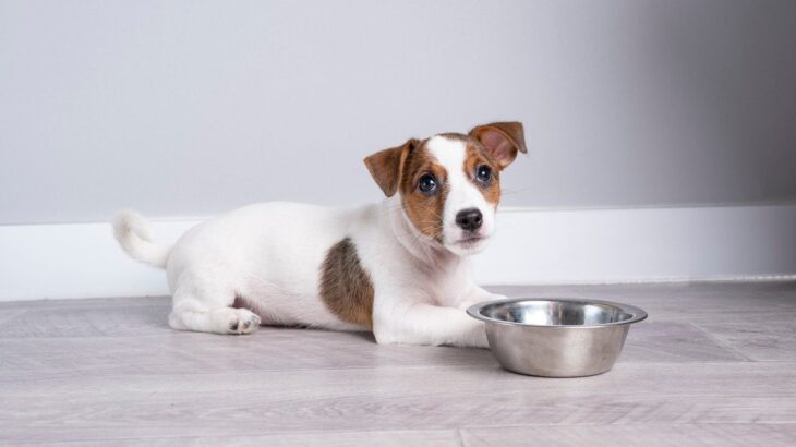 犬が自ら『伏せ』をする心理とは？指示していないのに、なぜ？6つの理由を解説(ブログ)