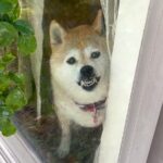 仕事の付き合いで『朝帰り』した結果…柴犬による『まさかの対応』が面白すぎると766万再生「ブチギレで草」「土下座するしかないｗ」と爆笑(ブログ)