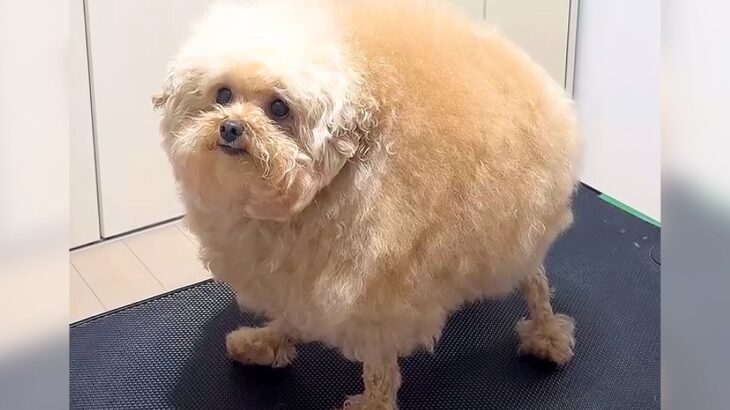 『いなり寿司…？』もふもふ犬のトリミングをした結果…まさかのビフォーアフターが2700万再生「世界一可愛い」「お見事」海外からも絶賛(ブログ)