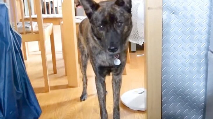 犬が『4年間守っていた約束』を破った理由…健気すぎる『まさかの行動』に感動の声「なんか涙出た」「なんて優しいんだ」と14万再生を突破(ブログ)