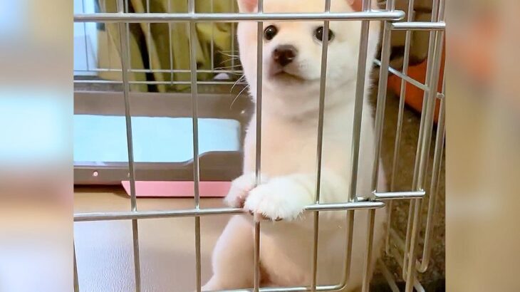 犬の赤ちゃんを『自宅に連れて帰った』結果…まさかの姿が『おっさん過ぎる』と332万再生「絶対なかに人入ってるｗ」「クセ強くて草」と爆笑(ブログ)