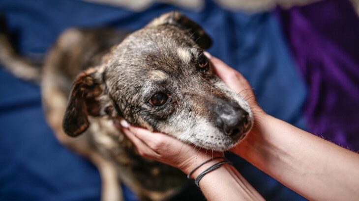 保護犬の辛い記憶を忘れさせるためにできること4つ　トラウマを抱えている愛犬にすべきケアとは(ブログ)