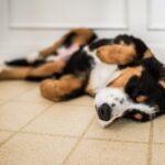 寝ている犬がよく見せる『不思議な行動』４つ　夢を見ていることもあるの？微笑ましいその理由や心理とは？(ブログ)