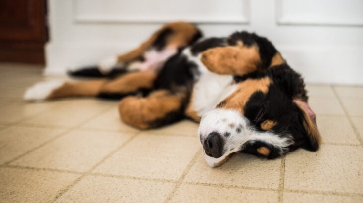 寝ている犬がよく見せる『不思議な行動』４つ　夢を見ていることもあるの？微笑ましいその理由や心理とは？(ブログ)