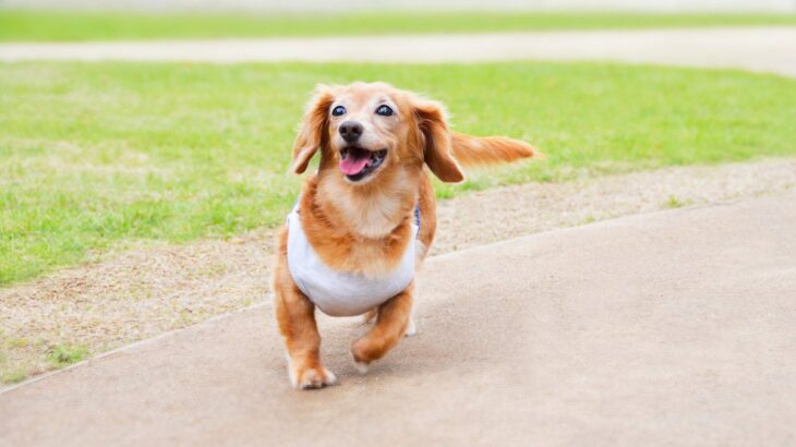 犬の『スキップ』に隠された病気２選…普段と違う歩き方をしていたら要注意(ブログ)