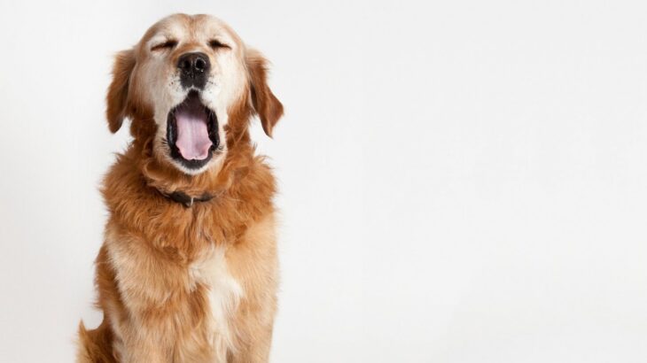 犬の危険な『あくび』2選　考えられる病気や今すぐ病院へ行くべき症状まで(ブログ)
