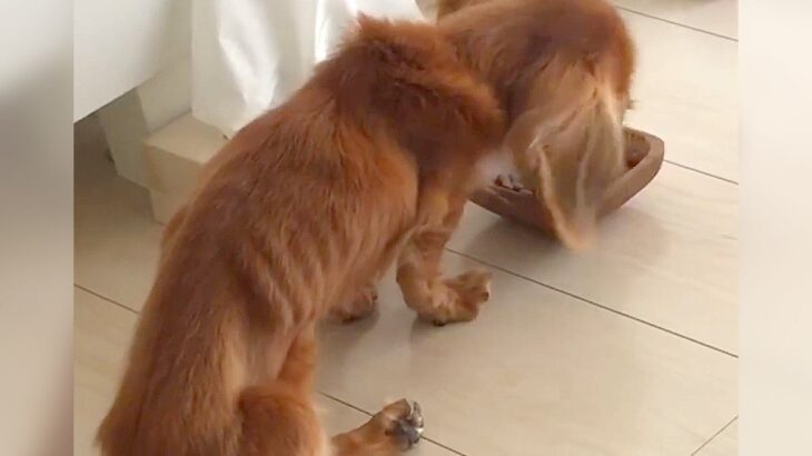 『最悪な健康状態だった犬』を保護…精一杯生きた『最期の1年間』に涙が止まらないと164万再生「泣いた」「幸せを知れてよかった」の声(ブログ)