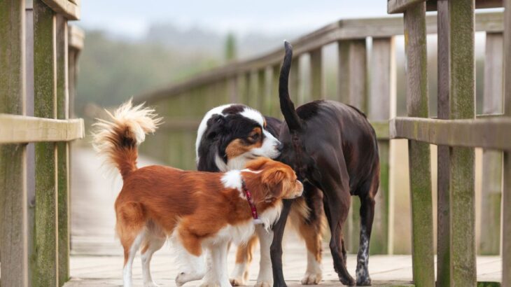 犬同士が『おしりを嗅ぎ合う』のはなぜ？3つの理由と知っておくべき注意点をご紹介(ブログ)