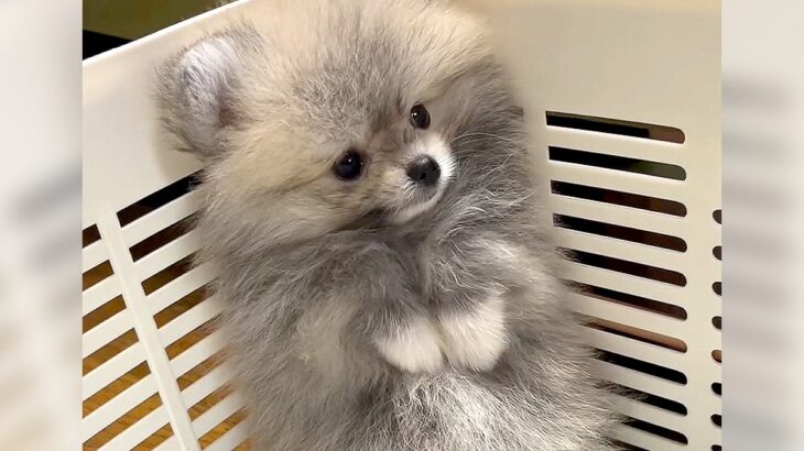 赤ちゃん犬を迎えた結果…先輩犬への『初めましてのご挨拶』が可愛すぎると105万再生「動くぬいぐるみ？」「いいね一個じゃ足りない」と悶絶(ブログ)