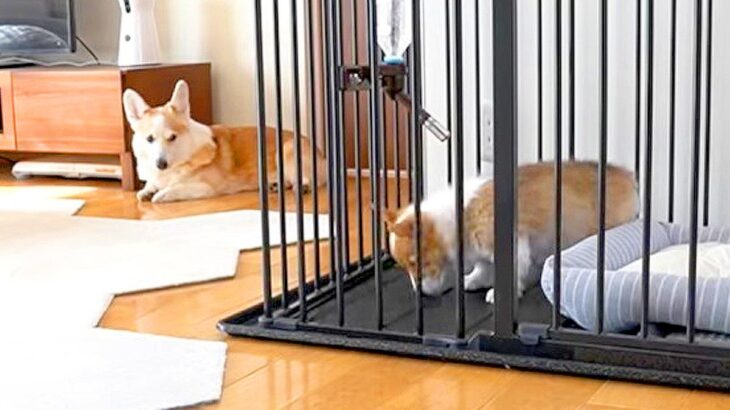 子犬と先輩犬が『はじめて一緒にお留守番した』結果…優しさに溢れた『可愛すぎる一部始終』が30万再生「ナイスコンビ」「癒された」と悶絶(ブログ)