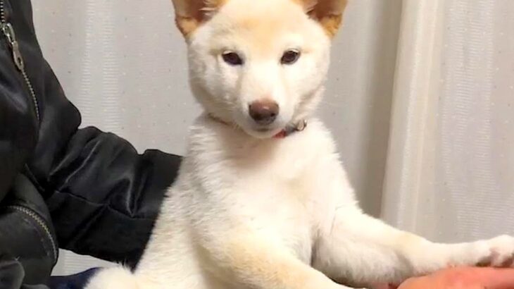生後50日過ぎの子犬に『愛情を与えまくった』結果…可愛すぎる『甘えん坊さん』に育つ光景が97万再生「理想の関係」「涙が出ます」と絶賛(ブログ)