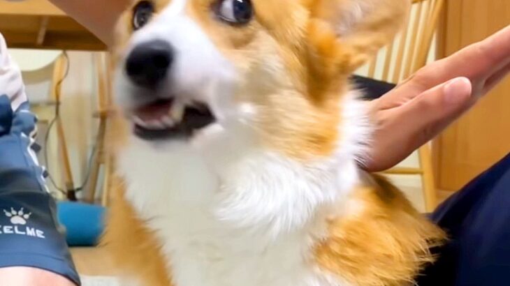 犬の前で『父が母を触った』結果…絶対に許せない『全力ブチギレ姿』が可愛すぎると37万再生「乙女心は難しいｗ」「ほんとに怒ってる」(ブログ)