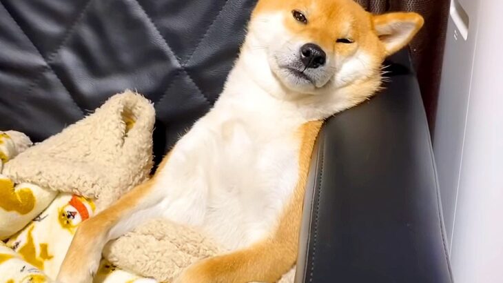 犬がソファでくつろいだ結果…人間化が止まらない？まるで『オヤジのような行動』が15万再生「そのうち二足歩行しそう」「中に人間が」と爆笑(ブログ)