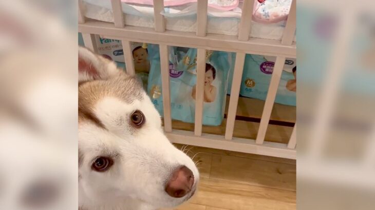『まだ遊びたい…』ようやく赤ちゃんを寝かしつけたら、大型犬が…まさかの『配慮した行動』が優しくて可愛いと13万再生「やっと寝たのにｗ」(ブログ)