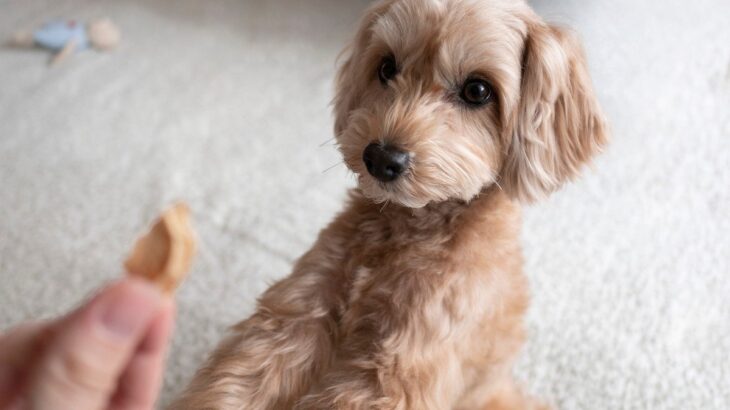 犬が『前足でちょいちょい』してくる理由とは？5つの心理を徹底解説(ブログ)