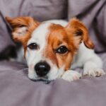 犬がみせる『寂しかった』サイン４選　孤独を感じさせないために飼い主ができる対策とは？(ブログ)