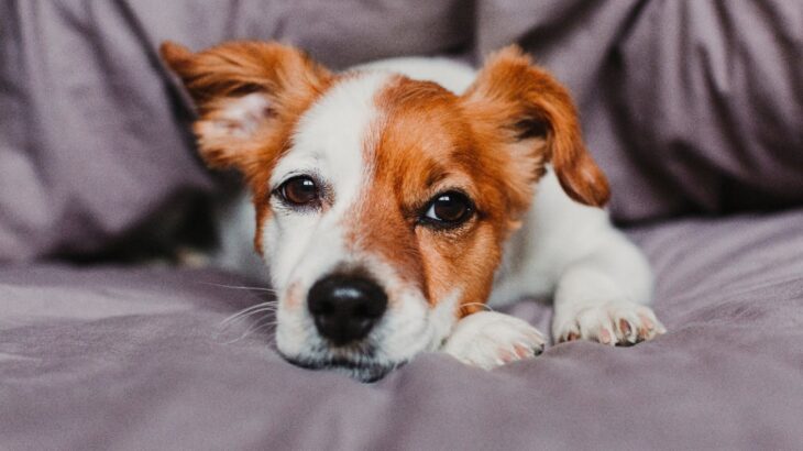 犬がみせる『寂しかった』サイン４選　孤独を感じさせないために飼い主ができる対策とは？(ブログ)
