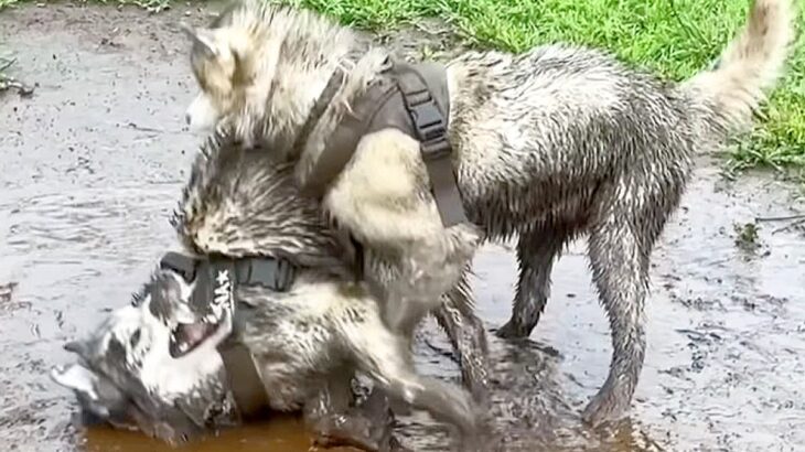 『頼むからやめてくれ…』ハスキー犬が泥を目の前にした結果…想像以上の惨劇が119万再生「心中お察ししますｗ」「諦めの境地で草」と爆笑(ブログ)