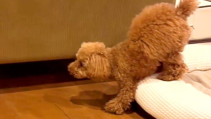弟犬がお兄ちゃん犬に襲いかかったら…『優しすぎる対応と結末』に爆笑の声「戦闘ポーズｗ」「大人の対応で草」「声出して笑った」と51万再生(ブログ)