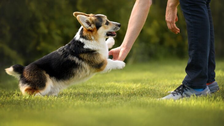 犬が『久しぶりに会った人』にやりがちな行動3つ　興奮した犬に対する注意点と対処法をご紹介(ブログ)