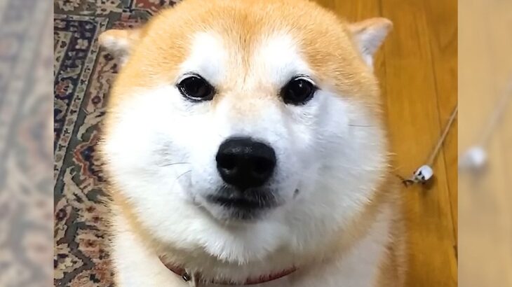 犬が耳を倒して『撫でられ待ち』していた結果…想定外な『まさかの結末』が面白いと915万再生「そこ撫でるんかい」「シュールすぎる」と爆笑(ブログ)