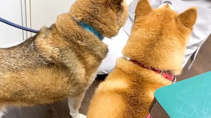 犬を連れて動物病院へ行った結果…まさかの『レストランだと勘違い』する光景に爆笑「外食ってテンション上がるよねｗ」「サービス満点な病院」(ブログ)