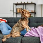 犬が飼い主を踏みつける『4つの心理』わざとやってる？愛犬が乗っかってきた時にすべきことまで(ブログ)