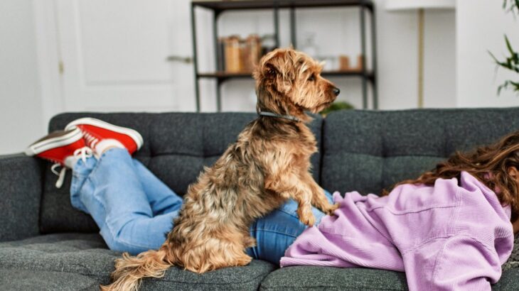 犬が飼い主を踏みつける『4つの心理』わざとやってる？愛犬が乗っかってきた時にすべきことまで(ブログ)