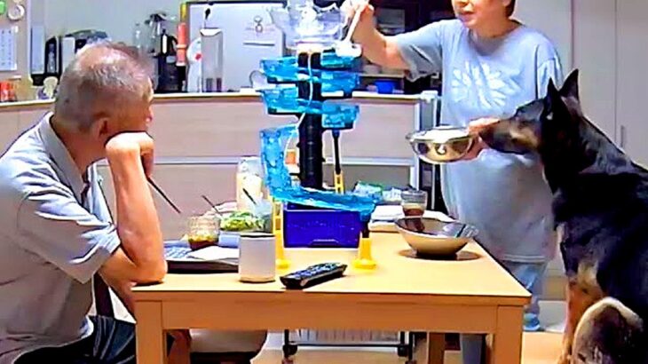 犬をおじいちゃんおばあちゃんに預けた結果…想定外な『まさかの展開』に思わずホッコリ「孫との夏休みのよう」「流しそうめんｗ」と38万再生(ブログ)