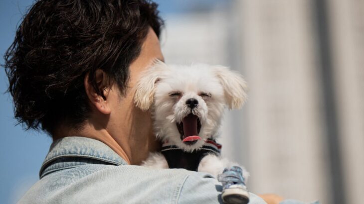 犬に伝わらない『愛情表現』5選　飼い主のエゴになっているかも？間違った行動とは(ブログ)