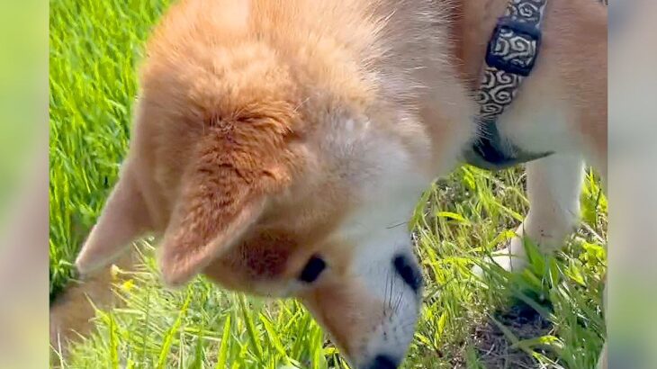 犬から『カエル』を救出した結果…飼い主を襲った『まさかすぎる悲劇』が28万再生「生きる元気をもらった」「カエルの恩返しに期待」と大爆笑(ブログ)