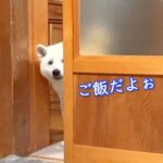 犬がお母さんの代わりに『晩ご飯できた報告』をする光景…可愛すぎる『お知らせの仕方』が25万再生「ガラスに透けてるｗ」「たまらん」と絶賛(ブログ)