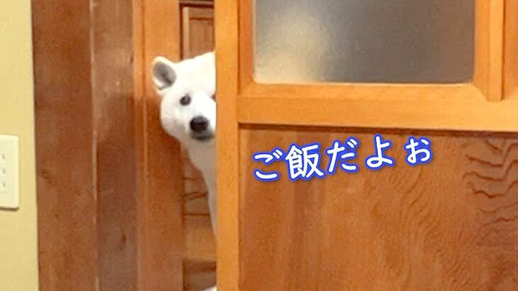 犬がお母さんの代わりに『晩ご飯できた報告』をする光景…可愛すぎる『お知らせの仕方』が25万再生「ガラスに透けてるｗ」「たまらん」と絶賛(ブログ)