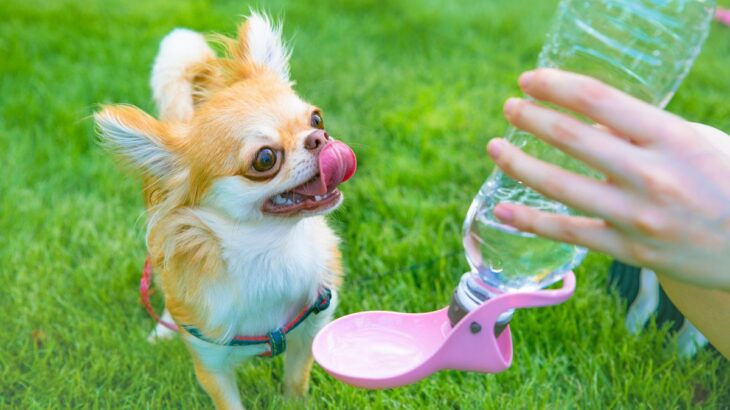 犬が散歩中に水を飲んでくれない時の対策5つ　脱水症状や熱中症を予防するためにできることとは(ブログ)