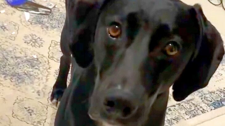 犬に『お風呂入ってくるから遊んでて』とお願いした結果…まさかすぎる結末が22万表示「間違ってはないｗ」「そっと目逸らすの草」と爆笑(ブログ)