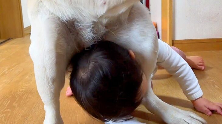 大型犬と女の子が『ママの取り合い』をした結果…出勤前の『可愛いタイトルマッチ』が189万再生「容赦なくて草」「平和ｗ」と189万再生(ブログ)
