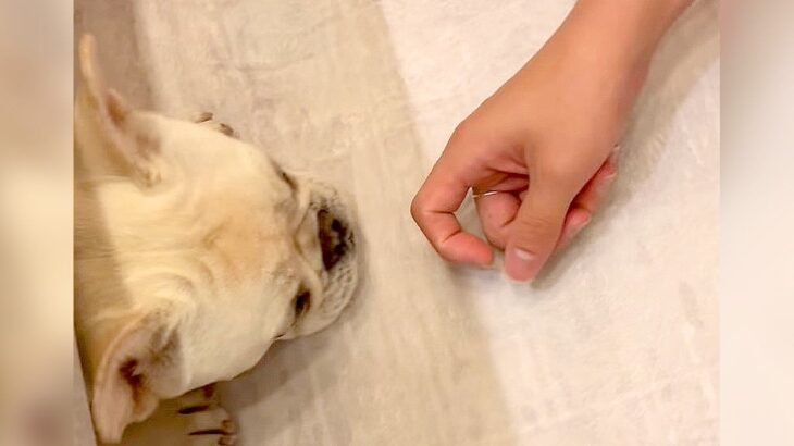 なぜか犬の様子がおかしい…新しいラグマットに『過剰反応』する光景が面白すぎると62万再生「喜びの舞？ｗ」「可愛すぎだろ」絶賛と爆笑の声(ブログ)