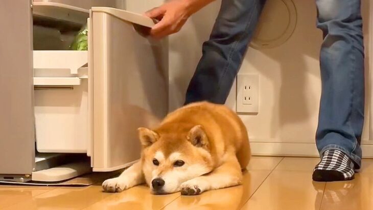犬が冷蔵庫の前から動いてくれない…飼い主がとった『最終手段』の一部始終が316万再生「平和すぎる攻防ｗ」「原状回復するの草」と爆笑(ブログ)