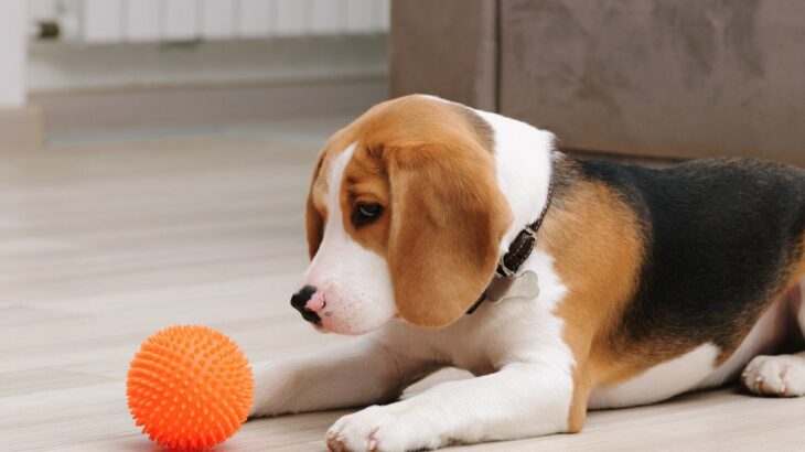 犬がおもちゃに唸ってしまう2つの理由とは？楽しく遊ぶための適切な対応策と注意点を解説(ブログ)