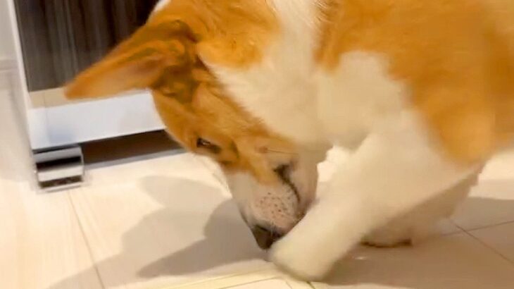 なぜか犬が『ここ掘れワンワン状態』に…驚きの理由と『10分後の姿』に爆笑「隠し場所完全にバレてるｗ」「食欲旺盛」と5万再生の反響(ブログ)