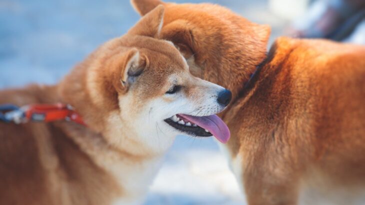 犬を多頭飼いするのに適切なタイミングとは？先住犬に対して考慮するべきポイントをご紹介(ブログ)