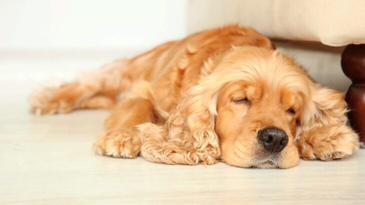 犬が頻繁に寝る場所を変える3つの理由とは　快適な睡眠をとってもらう寝床づくりのコツや注意点をご紹介(ブログ)