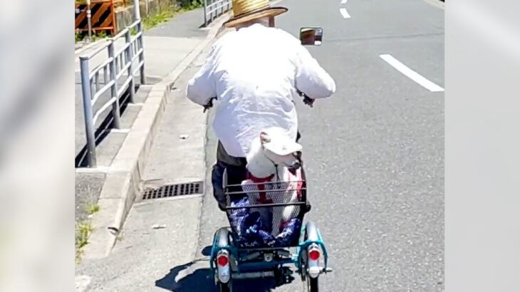 97歳のおじいちゃんと9歳の犬…歳の差カップルによる『自転車の2人乗り』が尊すぎると80万再生「可愛いふたり」「なぜか涙でる」と絶賛(ブログ)
